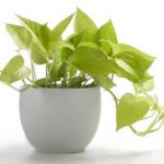 Golden Pothos Plant