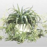 Spider Plant