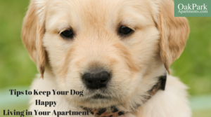 Tips to Keep Your Dog Happy Living in Your Apartment